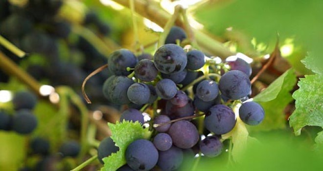 Efemçukuru Üzümü görücüye çıktı