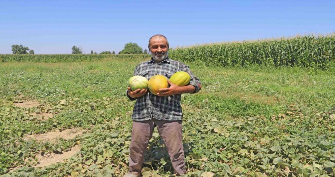 Osmanlı sarayına uzanan lezzet: Bayındır Taşköprü kavunu