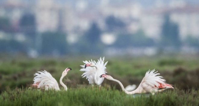 Flamingoların dansına yolculuk