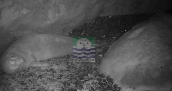 Foça fokları foto-kapana gülümsüyor