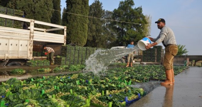Foça'da ıspanak hasadı başladı