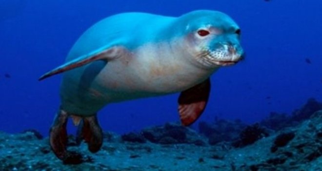 Foklara yeni yaşam alanınına uluslararası ödül