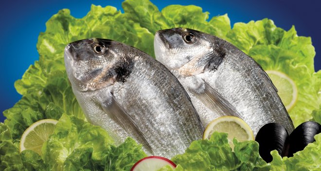 İnovatif gençlere Çipura keyfi