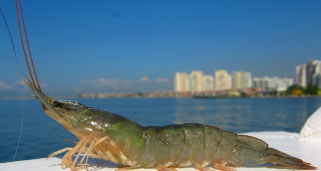 İzmir karidesi marka yolunda