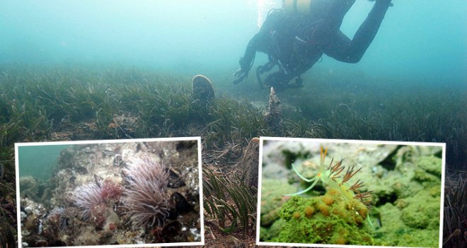 İzmir Körfezi'nde yüzmeye az kaldı...