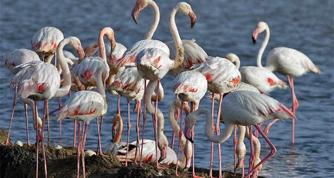 İzmir Kuş Cenneti "rekora" koştu