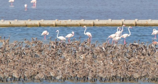 İzmir Kuşcenneti'ne bakan güvencesi