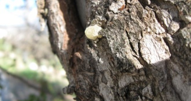 İzmir Orman Bölge Müdürlüğü'nden "Sakız Eylem Planı"