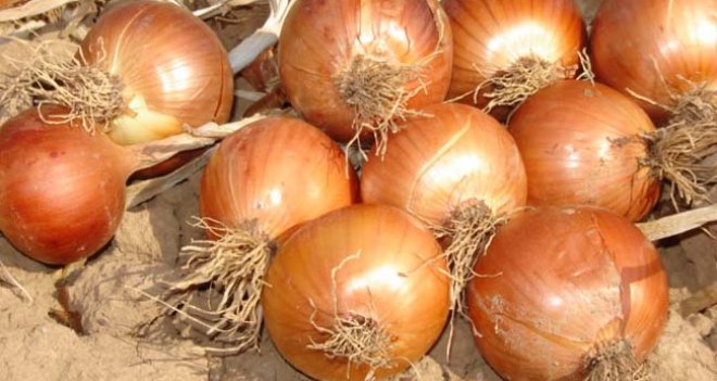 İzmir'de zam şampiyonu kuru soğan
