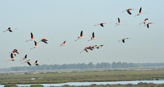 İZMİR'İN ARITMA SUYU KUŞ CENNETİ'NE "CAN" VERECEK