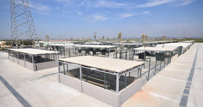 İzmir’in İlk Hayvan Mezarlığı