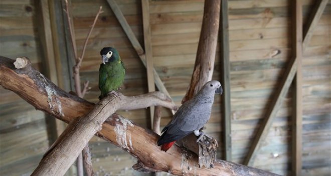 Kaçak papağanlar Karşıyakalı oldu