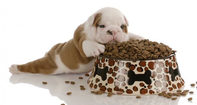 Kaliteli köpek maması seçenekleri