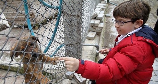 Karşıyaka Belediyesi sokak hayvanlarına aile buluyor...