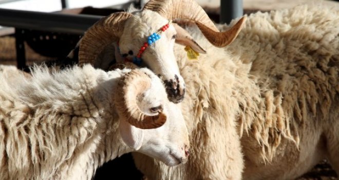 Karşıyaka Kurban Bayramı'na hazır