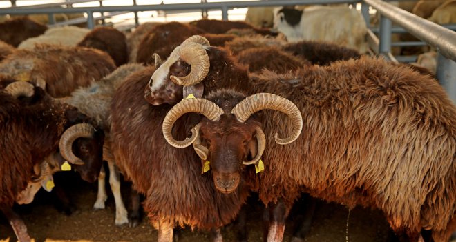 Karşıyaka Kurban Bayramı’na hazır