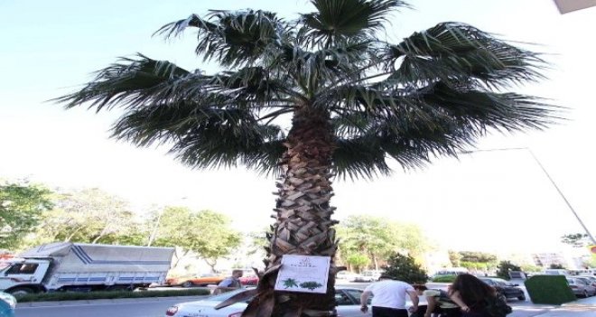 Karşıyaka'da ağaçlar dile geldi...