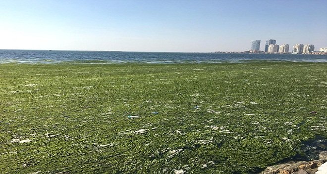 Karşıyaka’da deniz yosunla kaplandı…