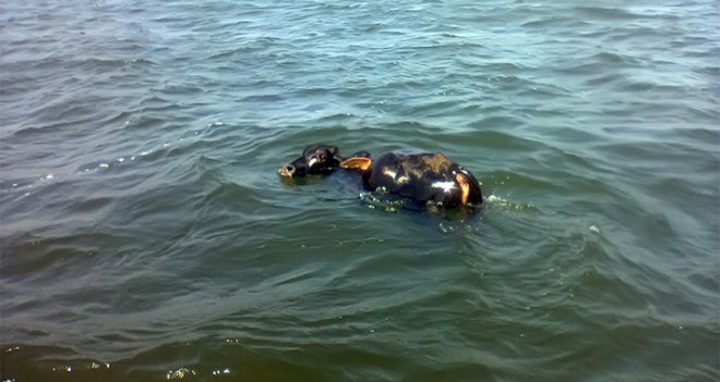 Karşıyaka'da denizden ''Angus'' çıktı