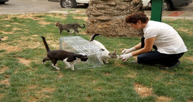 Karşıyaka'da can dostlar yalnız değil