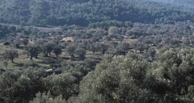 Karşıyaka’da Kentsel Dönüşüm Ormanı kuruluyor