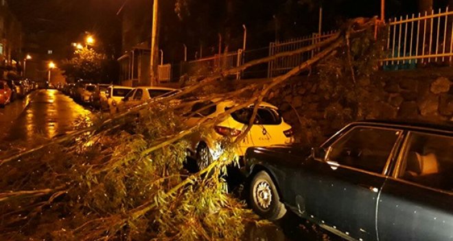 Karşıyaka'da lodostan 6 ağaç devrildi...