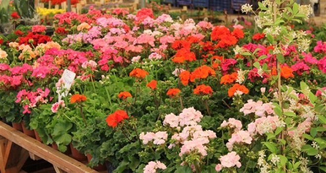 Karşıyaka'nın çiçek kokulu festivali başladı