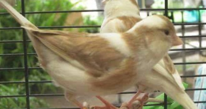 Karşıyaka'nın kanaryaları İtalya'da yarışacak