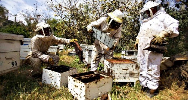 Karşıyaka'ya ''Bal Köy'' kuruluyor