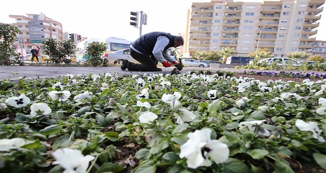 Karşıyaka’ya kış çiçekleri…