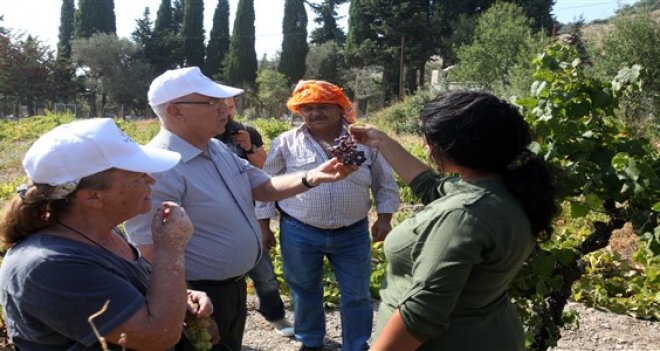 Kavacık Üzüm Festivali başlıyor