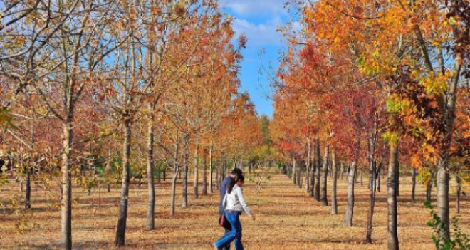 Kent Ormanı sonbahar renklerine büründü