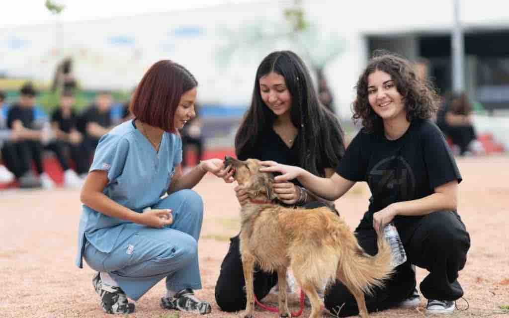 İzmir'de barınaklardan 3 binin üzerinde hayvan sahiplendirildi