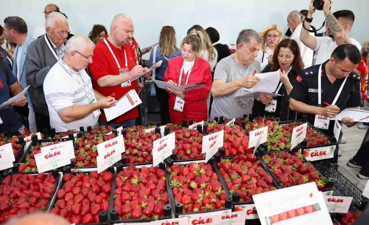 Çilek tadında festival sona erdi