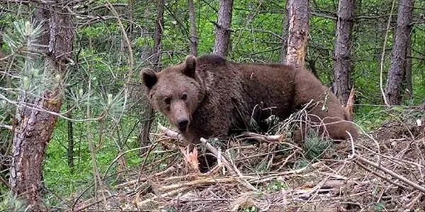 Evinin önünde kanepede uyurken ayı saldırdı