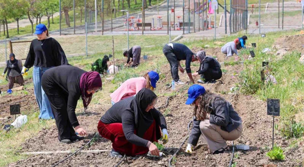 Mahalle Bostanları’nda yaz hasadı devam ediyor