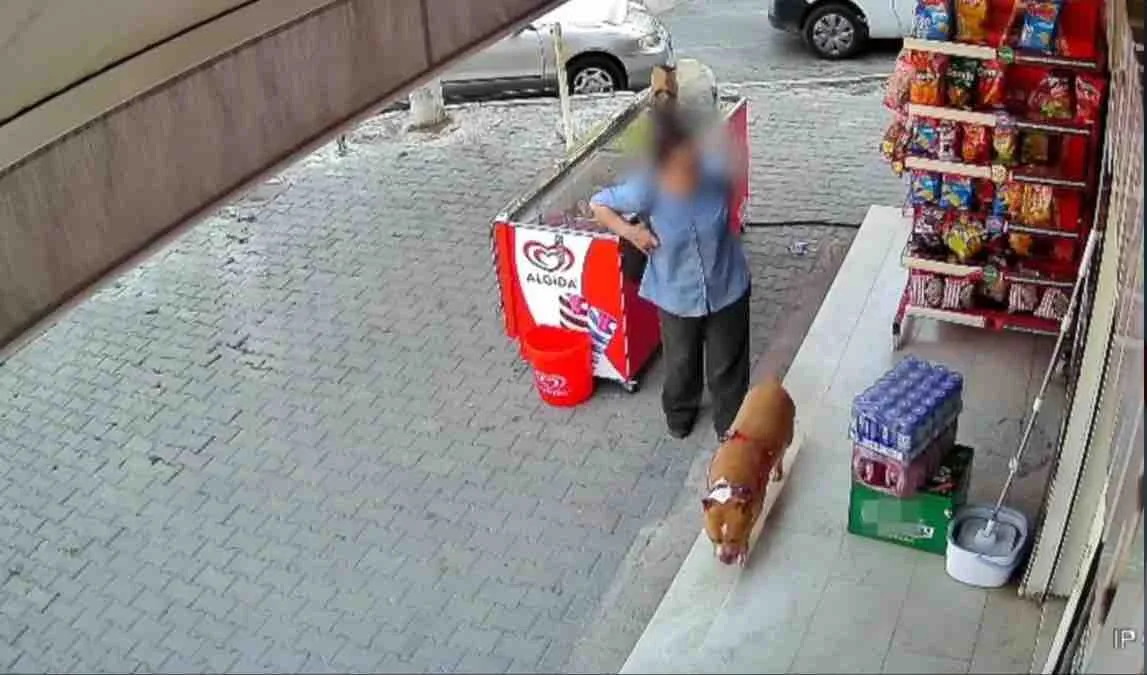 Şemikler'de pitbull saldırısı: Sağ işaret parmağını kaybetti