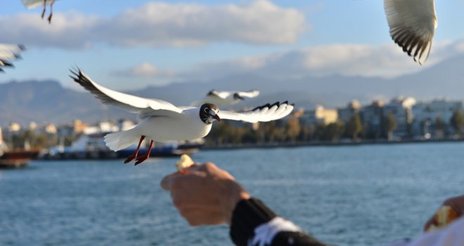 Kocaoğlu: Körfezle barıştık