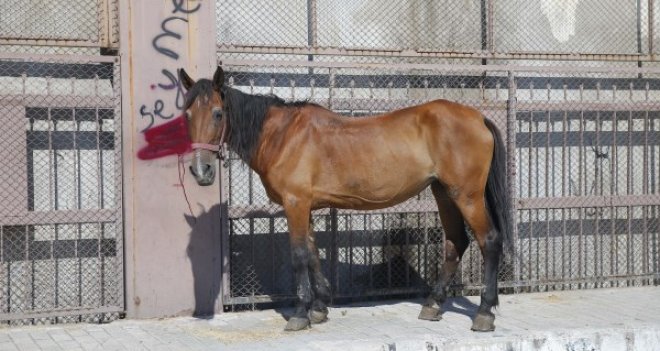 Konak'ta at eti operasyonu