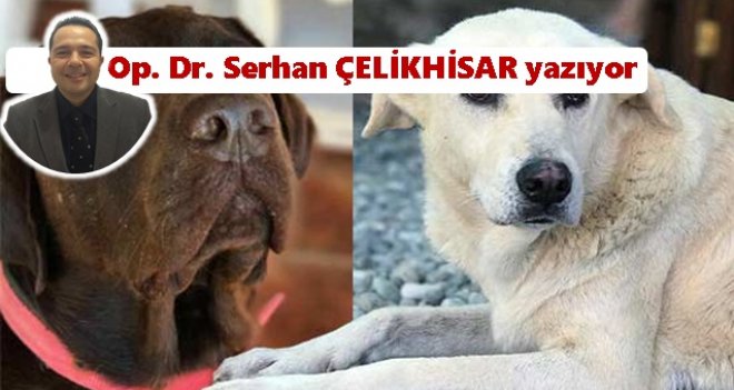 Köpek öldürme=Mala zarar verme!