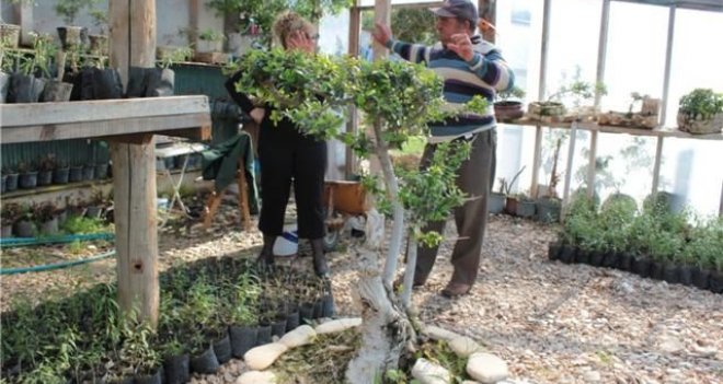Organik ağaç gübresiyle sakız fidanı diktiler