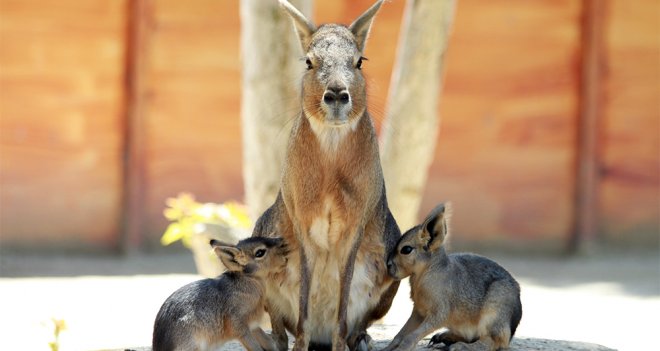 Patagonya tavşanı ailesinde ikiz sevinci...