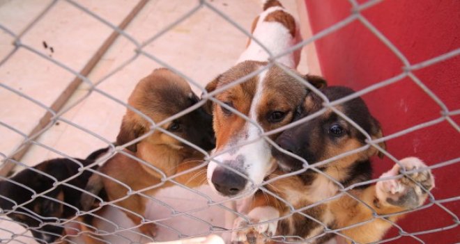 Örnekköy Geçici Köpek Bakımevi ve Rehabilitasyon Merkezi yenilendi