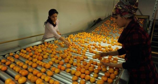 Seferihisar mandalinası Avrupa Birliği'nde