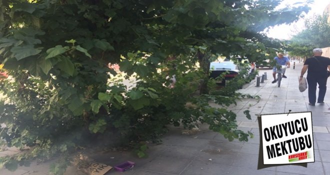 Şehitler Bulvarı'ndaki dut ağaçlarının dalları geçit vermiyor...