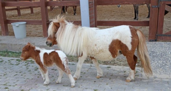 Tay Park’ta doğum sevinci