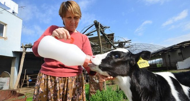 TİRE'DE SÜT ÜRETİMİ YÜZDE 440 ARTTI