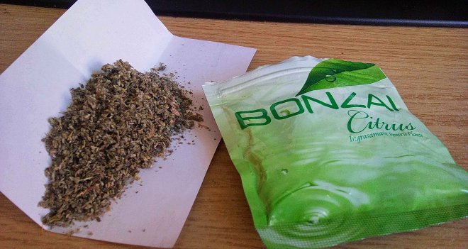 Türkiye'de ''Bonzai'' kullanımı artıyor