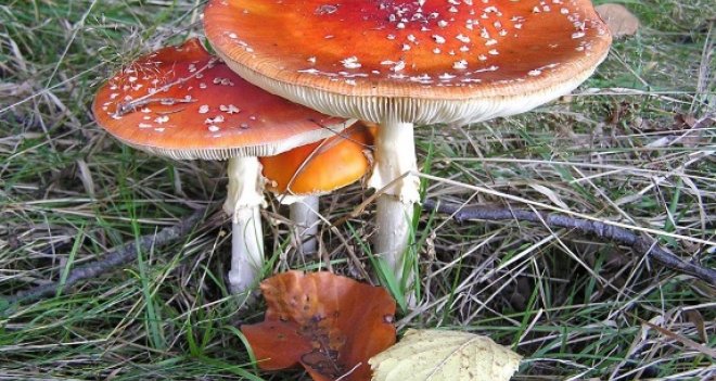 Uzmanlar mantar zehirlenmesine karşı uyardı