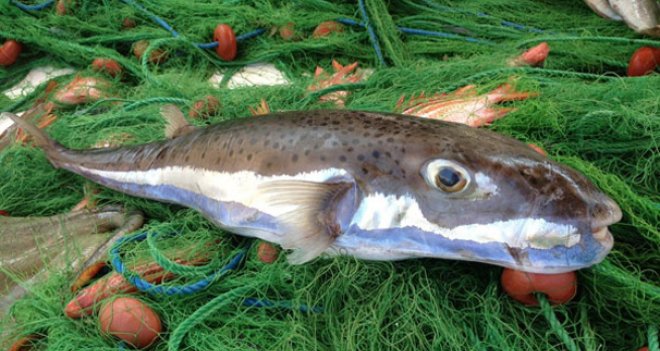 Zehirli balık kanser tedavisinde kullanılıyor